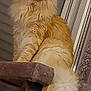 cat, orange_cat, fluffy, long_hair, pet, indoor, cat_tree, window_blinds, curtains, feline, animal, cute, domestic_cat, whiskers, ears, tail, sitting, looking, alert, household