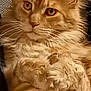 cat, orange_cat, fluffy_fur, amber_eyes, pet, indoor, close_up, relaxed, golden_fabric, sparkly, whiskers, ears, animal, feline, cute, portrait, domestic_cat, soft, cozy, resting