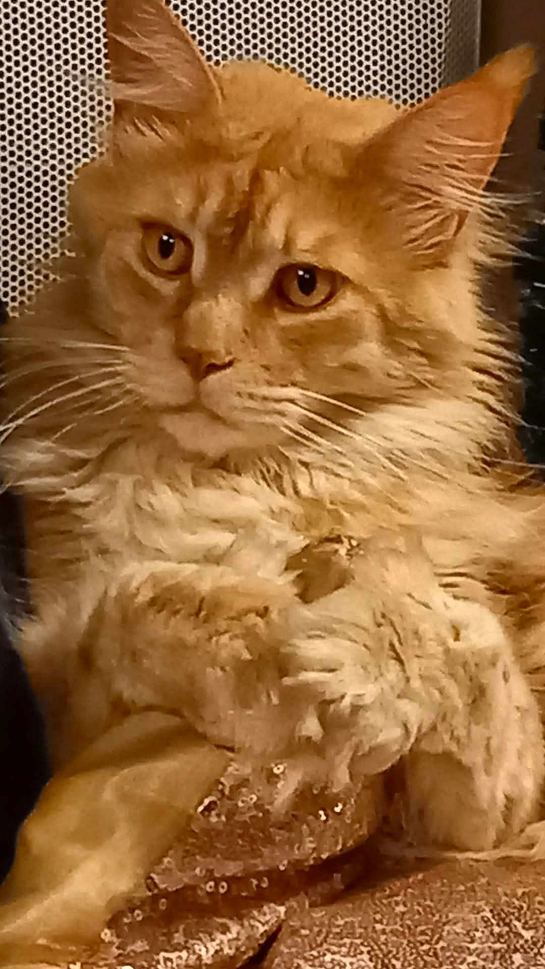 Ramses