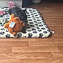 Athena a rejoint le concours — aidez-le/la à gagner de superbes lots ! animal, black_dog, chewing, cozy, cute, dog, floor, furniture, home, indoor, paw_print, pet, playing, puppy, relaxed, rug, small_dog, stuffed_animal, toy, wooden_floor