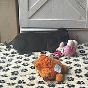 Athena a rejoint le concours — aidez-le/la à gagner de superbes lots ! animal, black_dog, cabinet, carpet, cozy, dog, floor, home, indoor, lying_down, natural_light, paw_print, pet, plush_toy, puppy, rug, sleeping, stuffed_animal, toy, window