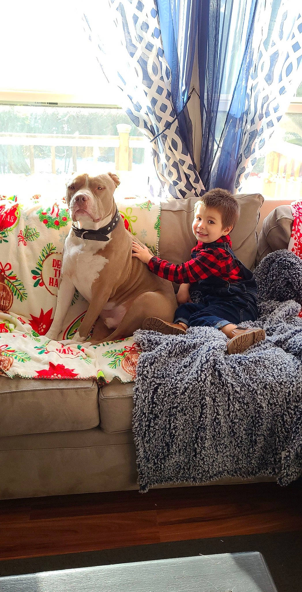 Vinni joined the competition — help win amazing prizes! carnivore, collar, comfort, companion_dog, couch, dog, dog_breed, dog_collar, dog_supply, event, fawn, house, interior_design, joy, liver, living_room, person, pet_supply, room, sporting_group