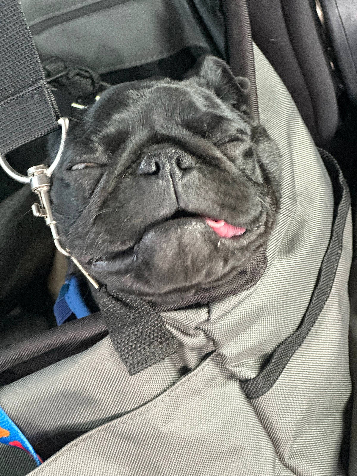 Meatball is registered to the contest to win money with this photo: canidae, carnivore, collar, comfort, companion_dog, dog, dog_breed, dog_collar, ear, fawn, fur, grey, linens, pug, snout, sporting_group, toy_dog, whiskers, working_animal, wrinkle