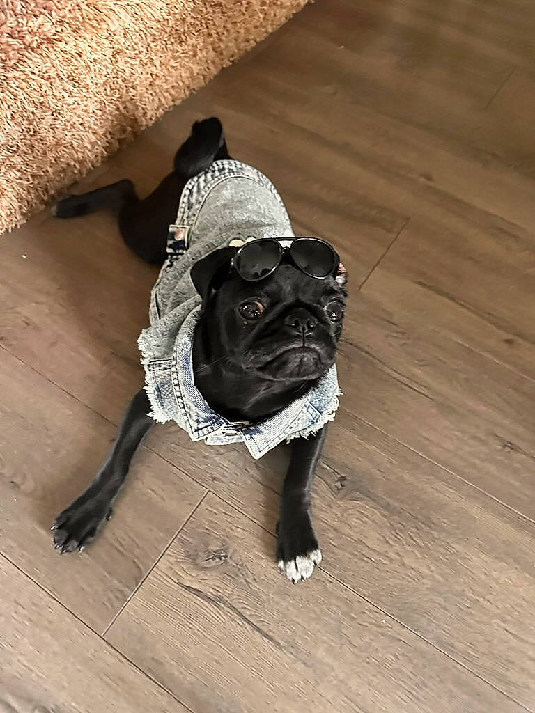 Meatball joined the competition — help win amazing prizes! carnivore, collar, companion_dog, dog, dog_breed, dog_clothes, dog_collar, eyewear, fawn, floor, flooring, grey, hardwood, leash, pug, snout, tail, toy_dog, wood, working_animal