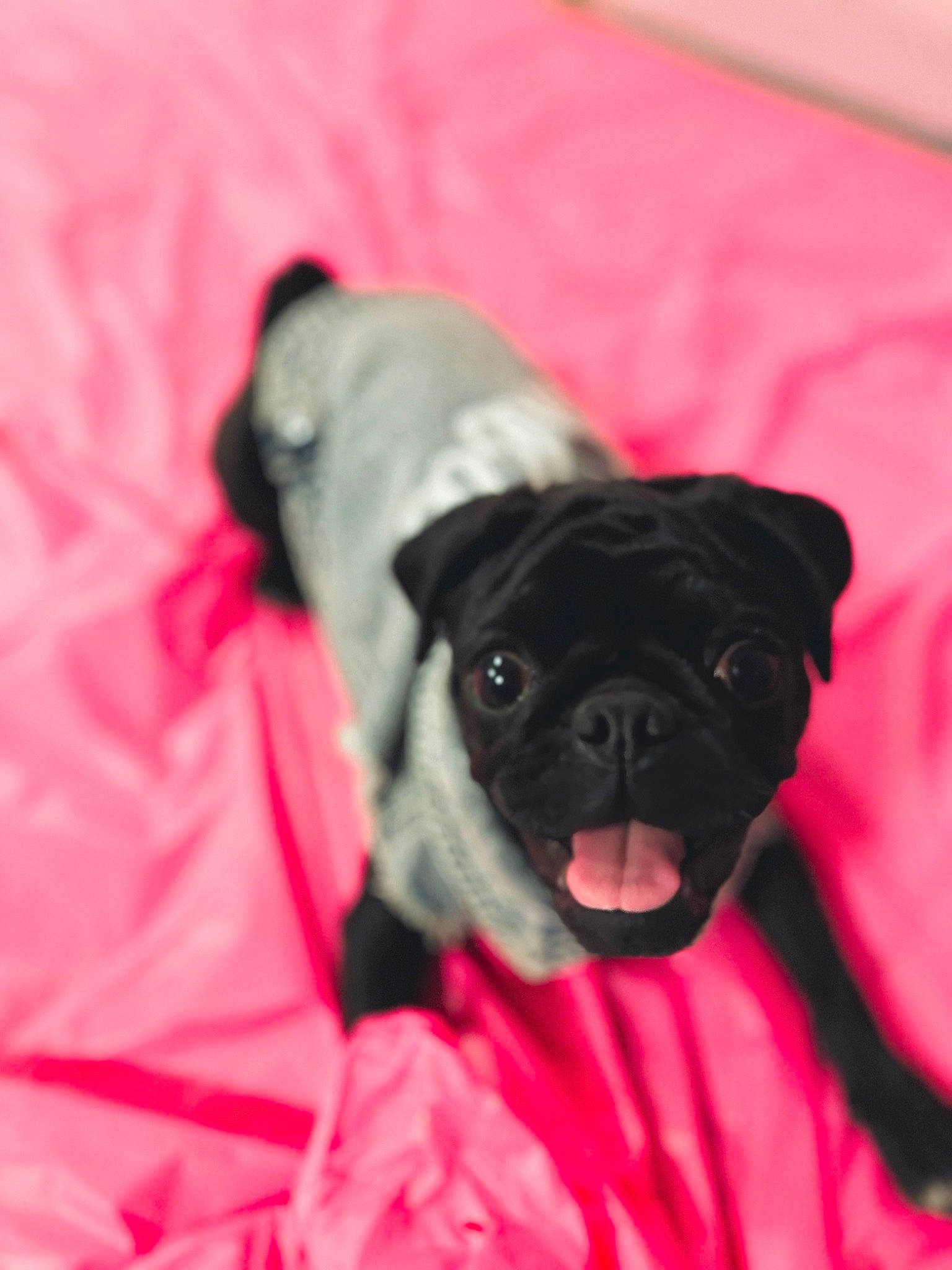 Meatball joined the competition — help win amazing prizes! canidae, carnivore, comfort, companion_dog, dog, dog_breed, fawn, fur, magenta, non_sporting_group, pug, puppy, snout, sporting_group, toy_dog, whiskers, working_animal, wrinkle