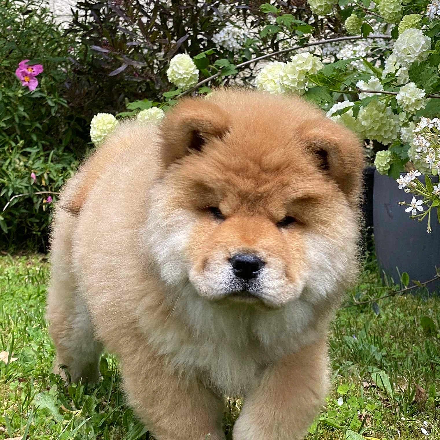 Vicky participe au concours pour gagner de l'argent avec cette photo : animal, canine, chow, dog, flower, geranium, grass, herbal, herbs, jar, pet, petal, plant, planter, pottedplant, pottery, puppy, vase, vegetation, whitedog