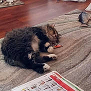 Opie joined the competition — help win amazing prizes! animal, cat, cozy, domestic_cat, floor, furry, home, indoor, paper, paws, pet, quiet, relaxed, resting, rug, sleeping, striped_rug, toy, whiskers, wooden_floor