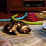 animal, carpet, cat, colorful, cozy, domestic_cat, feline, floor, fluffy, furniture, home, indoor, multicolor, pet_toy, play_toy, relaxed, resting, sleeping, soft, wooden_cabinet