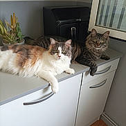 Charly Et Zélie participe au concours pour gagner de l'argent avec cette photo : animal, appliance, cabinet, calico_cat, cat, countertop, curious, domestic, eyes, feline, floor, fur, indoor, kitchen, pet, plant, relaxed, tabby_cat, two_animals, whiskers