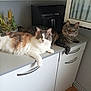 animal, appliance, cabinet, calico_cat, cat, countertop, curious, domestic, eyes, feline, floor, fur, indoor, kitchen, pet, plant, relaxed, tabby_cat, two_animals, whiskers