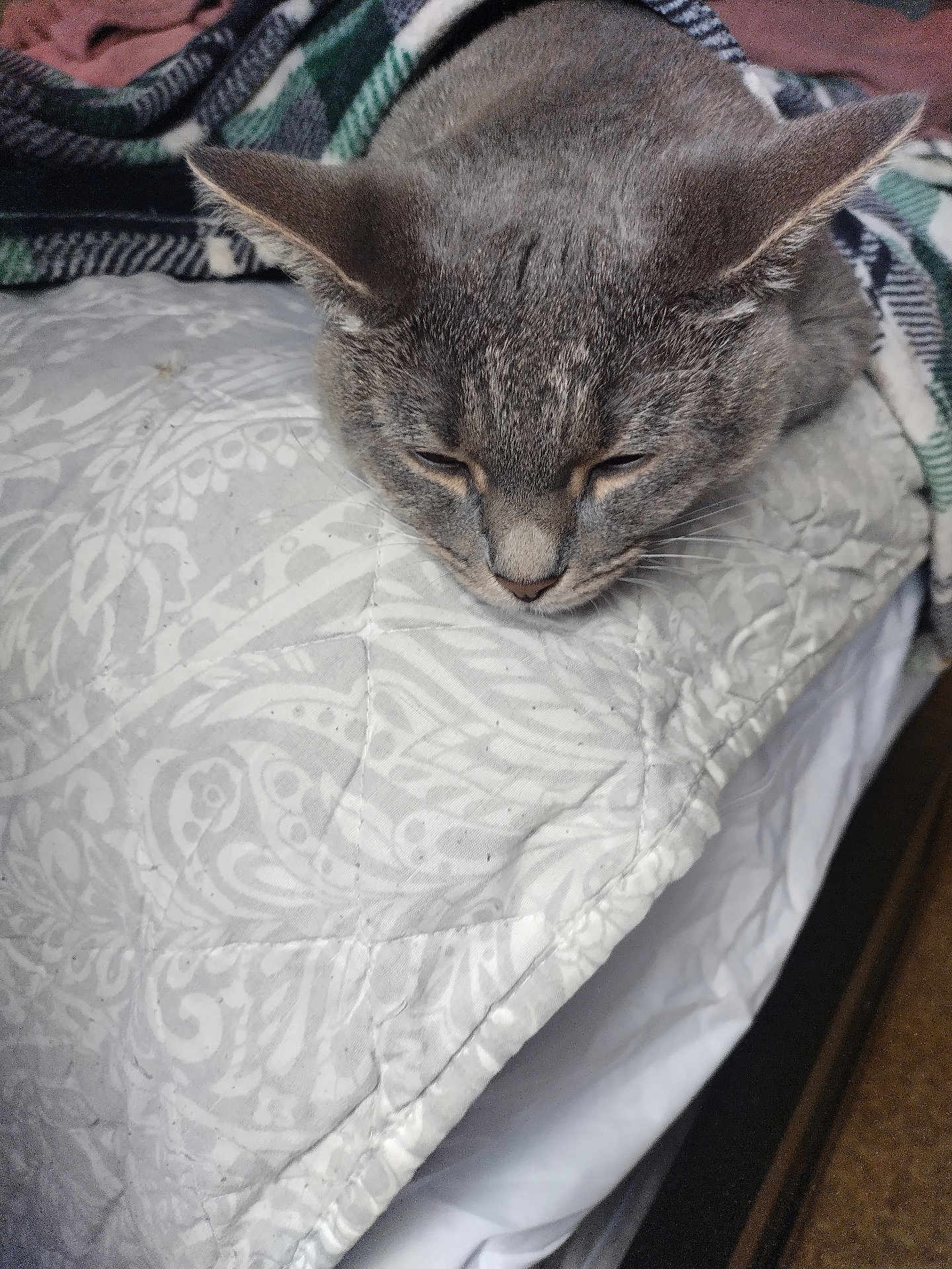 Luna joined the competition — help win amazing prizes! cat, grey_cat, sleeping_cat, blanket, pillow, quilt, bed, fur, ears, whiskers, close_up, indoor, pet, nap, domestic_animal, textile, pattern, bedding, face, cozy