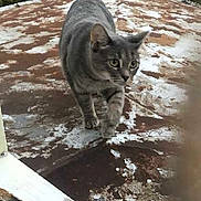 Luna joined the competition — help win amazing prizes! cat, tabby_cat, pet, animal, roof, rusty_roof, walking, outdoors, trees, greenery, window_sill, fur, whiskers, paws, curious, feline, close_up, rooftop, texture, daylight