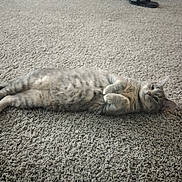Luna is registered to the contest to win money with this photo: animal, carpet, cat, cozy, cute, ears, feline, floor, fur, home, indoor, lying_down, mammal, paws, pet, portrait, relaxed, stretched_out, tabby_cat, whiskers