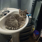 Mila is registered to the contest to win money with this photo: cat, sink, bathroom, faucet, pedestal_sink, gray_tabby, pet, indoor, tiles, toiletries, bottle, pipe, curled_up, whiskers, green_eyes, relaxed, tail, container, clutter, floor