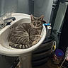 bathroom, bottle, cat, clutter, container, curled_up, faucet, floor, gray_tabby, green_eyes, indoor, pedestal_sink, pet, pipe, relaxed, sink, tail, tiles, toiletries, whiskers