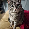 background_blur, big_eyes, blanket, cat, close_up, couch, curious, domestic_cat, ears, feline, fur, household, indoor, paws, pet, portrait, sitting, soft_lighting, tabby, whiskers