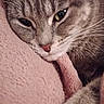 animal, bedding, cat, close_up, cozy, ears, eyes, feline, fur, indoor, muzzle, nose, paw, pet, pink_blanket, portrait, relaxation, sleepy, tabby, whiskers