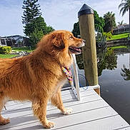 Chester is registered to the contest to win money with this photo: animal, canal, daytime, dock, dog, fence, grass, greenery, happy, house, nature, outdoor, palm_tree, pet, reflection, sky, standing, sunny, tree, water