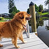 animal, canal, daytime, dock, dog, fence, grass, greenery, happy, house, nature, outdoor, palm_tree, pet, reflection, sky, standing, sunny, tree, water