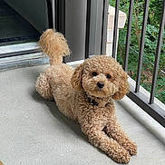Teddy is registered to the contest to win money with this photo: animal, balcony, canine, collar, curious, curly_fur, cute, daylight, dog, door, fence, floor, fluffy, greenery, outdoor, pet, poodle, portrait, relaxed, small_dog