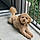 Teddy