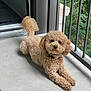 animal, balcony, canine, collar, curious, curly_fur, cute, daylight, dog, door, fence, floor, fluffy, greenery, outdoor, pet, poodle, portrait, relaxed, small_dog