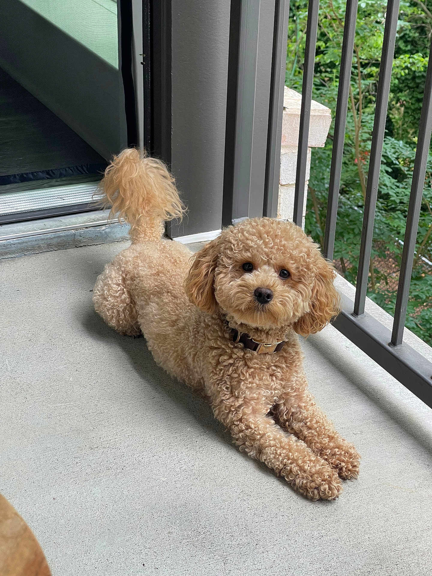 Teddy