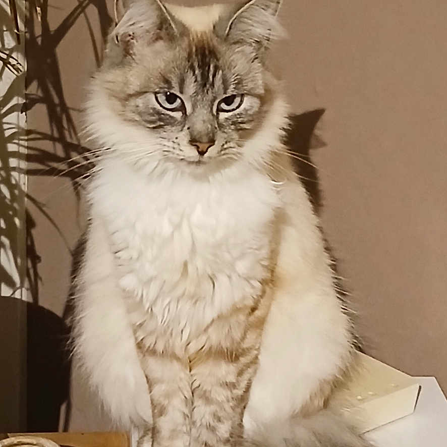 Ruby participe au concours pour gagner de l'argent avec cette photo : animal, cat, cute, domestic, eyes, feline, fluffy, fur, indoor, light, object, pet, plant, portrait, shadow, sitting, table, tail, wall, whiskers