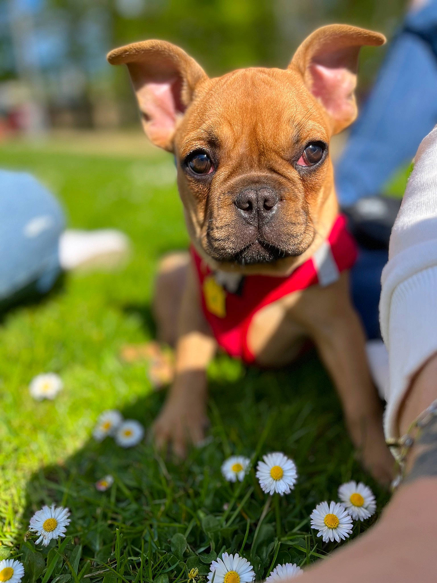 Marty a rejoint le concours — aidez-le/la à gagner de superbes lots ! blue, carnivore, chamaemelum_nobile, collar, companion_dog, dog, dog_breed, dog_collar, fawn, flower, grass, green, people_in_nature, petal, plant, snout, summer, toy_dog, whiskers, working_animal