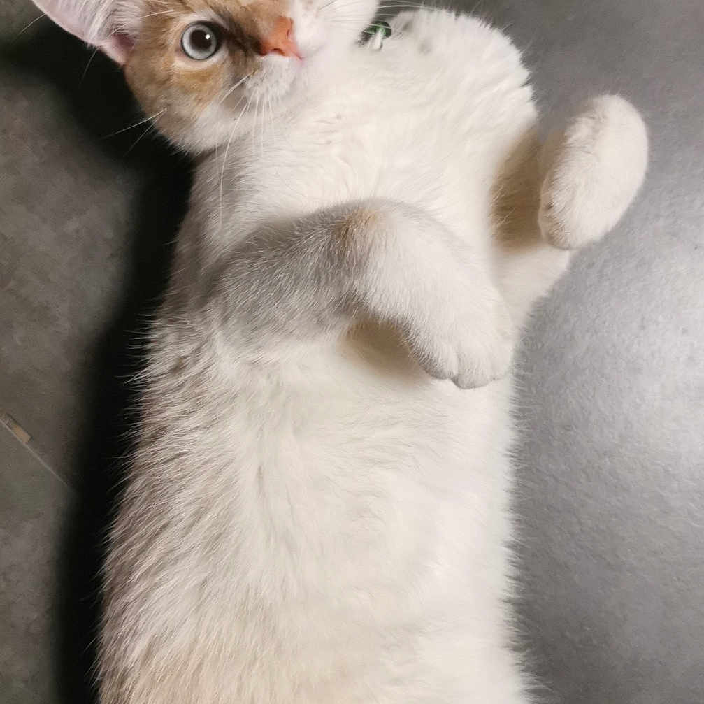 Timmy