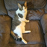 Ivan joined the competition — help win amazing prizes! cat, tabby, white_fur, green_eyes, armchair, furniture, indoor, pet, animal, relaxed, looking_at_camera, seated, whiskers, tail, cozy, domestic, cute, paw, resting, fur
