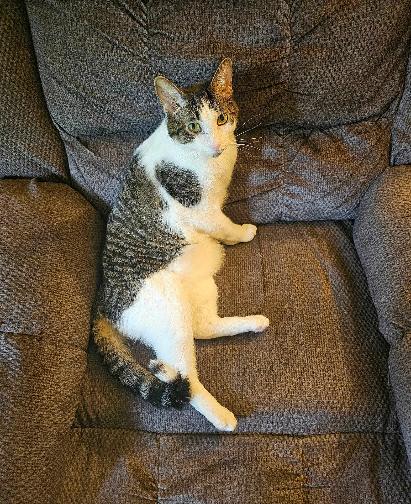 Ivan joined the competition — help win amazing prizes! cat, tabby, white_fur, green_eyes, armchair, furniture, indoor, pet, animal, relaxed, looking_at_camera, seated, whiskers, tail, cozy, domestic, cute, paw, resting, fur