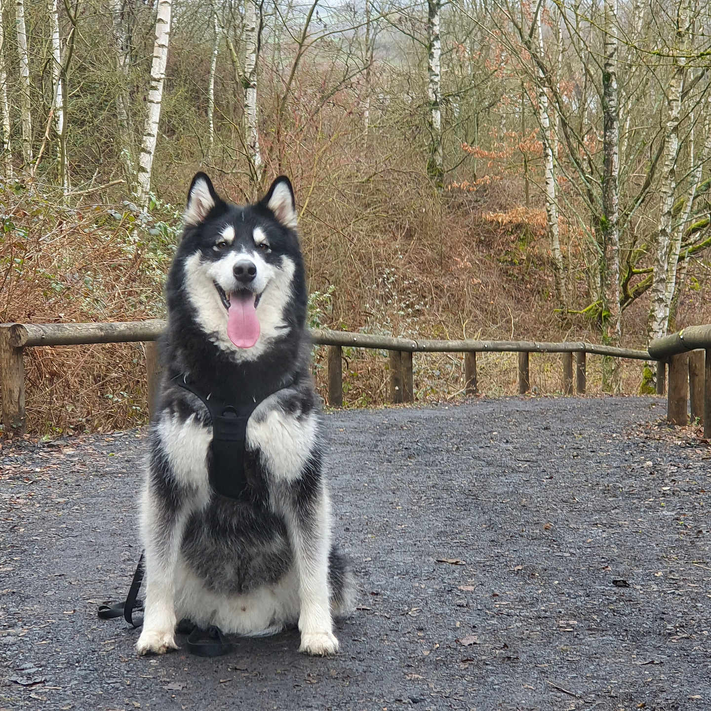 Rudy a rejoint le concours — aidez-le/la à gagner de superbes lots ! animal, canine, dog, ears, fence, forest, fur, happy, husky, leash, nature, outdoor, path, pet, sitting, smiling, tongue_out, trees, winter, wood