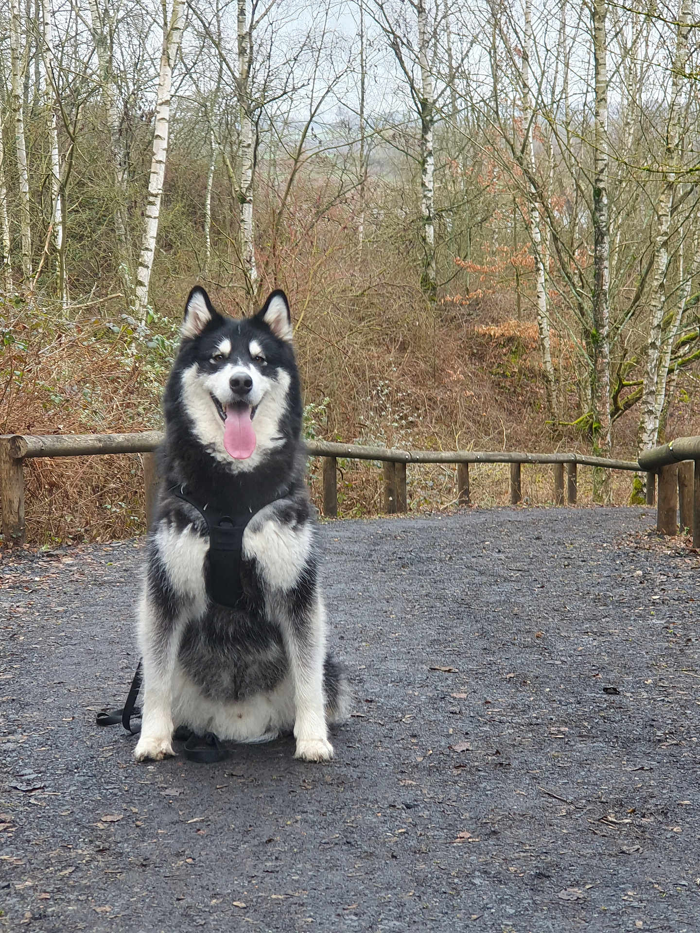 Rudy a rejoint le concours — aidez-le/la à gagner de superbes lots ! dog, husky, outdoor, forest, path, animal, pet, happy, tongue_out, sitting, nature, trees, leash, fence, wood, winter, canine, smiling, fur, ears