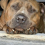 Kharma is registered to the contest to win money with this photo: dog, close_up, resting, paws, brown_fur, nails, sleepy, calm, pet, animal, portrait, canine, indoors, face, expression, detail, fur, looking, large_dog, quiet