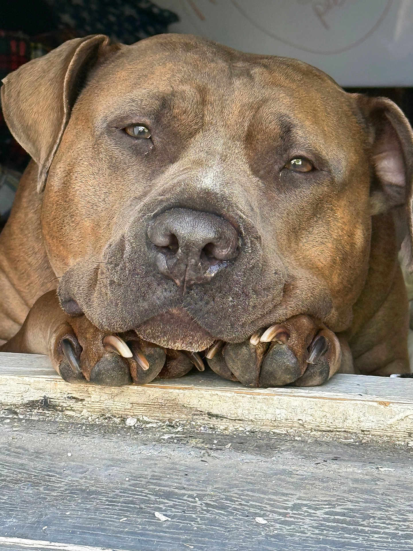 Kharma is registered to the contest to win money with this photo: dog, close_up, resting, paws, brown_fur, nails, sleepy, calm, pet, animal, portrait, canine, indoors, face, expression, detail, fur, looking, large_dog, quiet