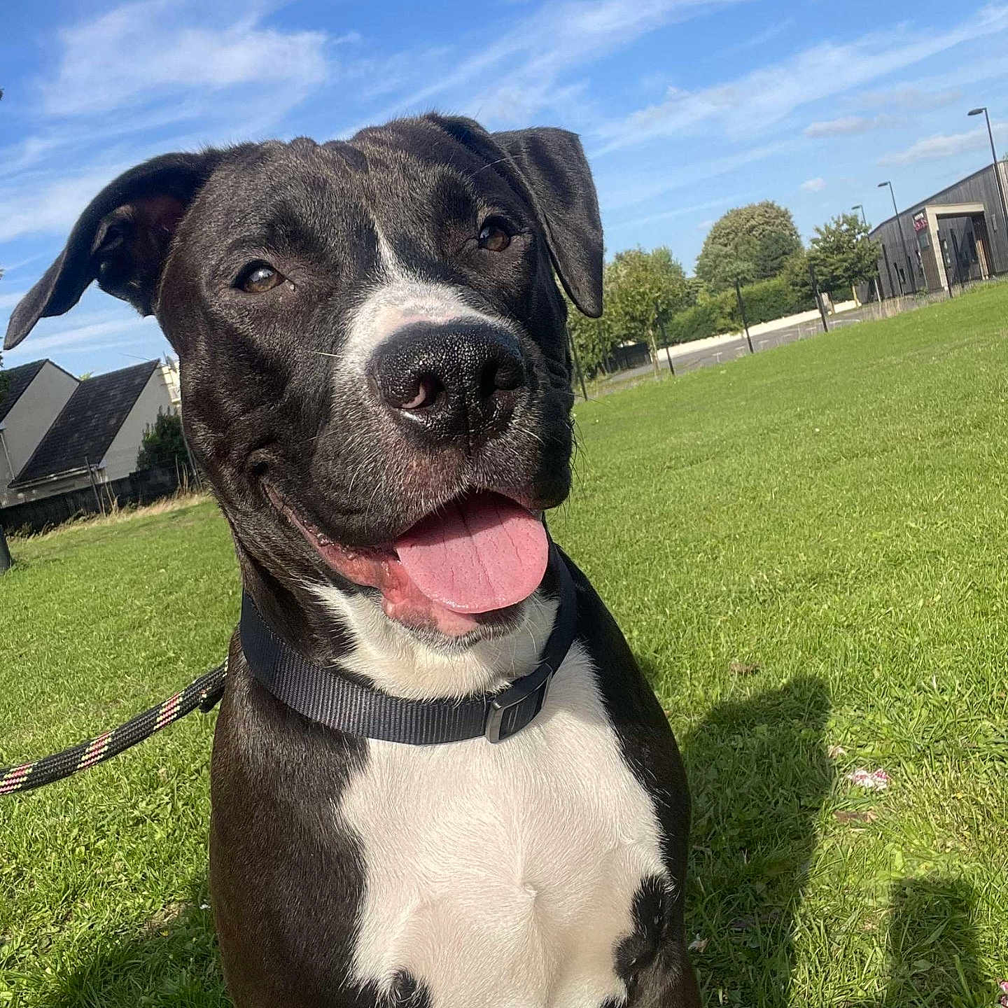 Ulio participe au concours pour gagner de l'argent avec cette photo : animal, architecture, building, bulldog, canine, dog, grass, house, housing, lawn, nature, outdoors, park, pet, plant, puppy, racket, shelter, sport, tennis