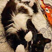 Stache is registered to the contest to win money with this photo: animal, bed, black_and_white, blanket, cat, cozy, cute, fluffy, fur, indoor, looking, lying_down, paws, pet, quilt, relaxed, resting, soft, whiskers, yellow_eyes
