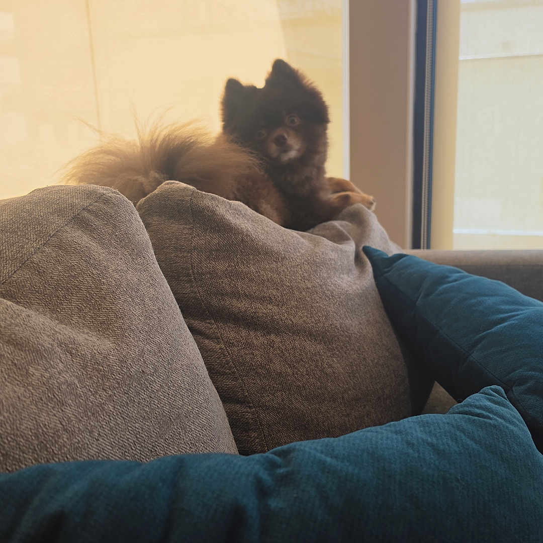 Bluey joined the competition — help win amazing prizes! dog, couch, pillow, window, indoor, pet, fluffy, brown, gray, blue, relaxing, sunlight, cozy, home, fur, small_dog, curious, seated, domestic_animal, comfort