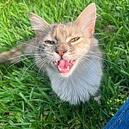 Milo is registered to the contest to win money with this photo: animal, cat, cheeky, closeup, cute, eyes, feline, fur, grass, green, happy, mouth_open, nature, outdoor, pet, playful, sunlight, tongue, whiskers, young_cat