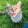animal, cat, cheeky, closeup, cute, eyes, feline, fur, grass, green, happy, mouth_open, nature, outdoor, pet, playful, sunlight, tongue, whiskers, young_cat