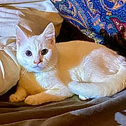 Little is registered to the contest to win money with this photo: animal, bed, blanket, cat, cozy, curious, cute, domestic, ears, eyes, feline, fur, indoor, lying_down, patterned_blanket, pet, relaxed, resting, whiskers, white_cat