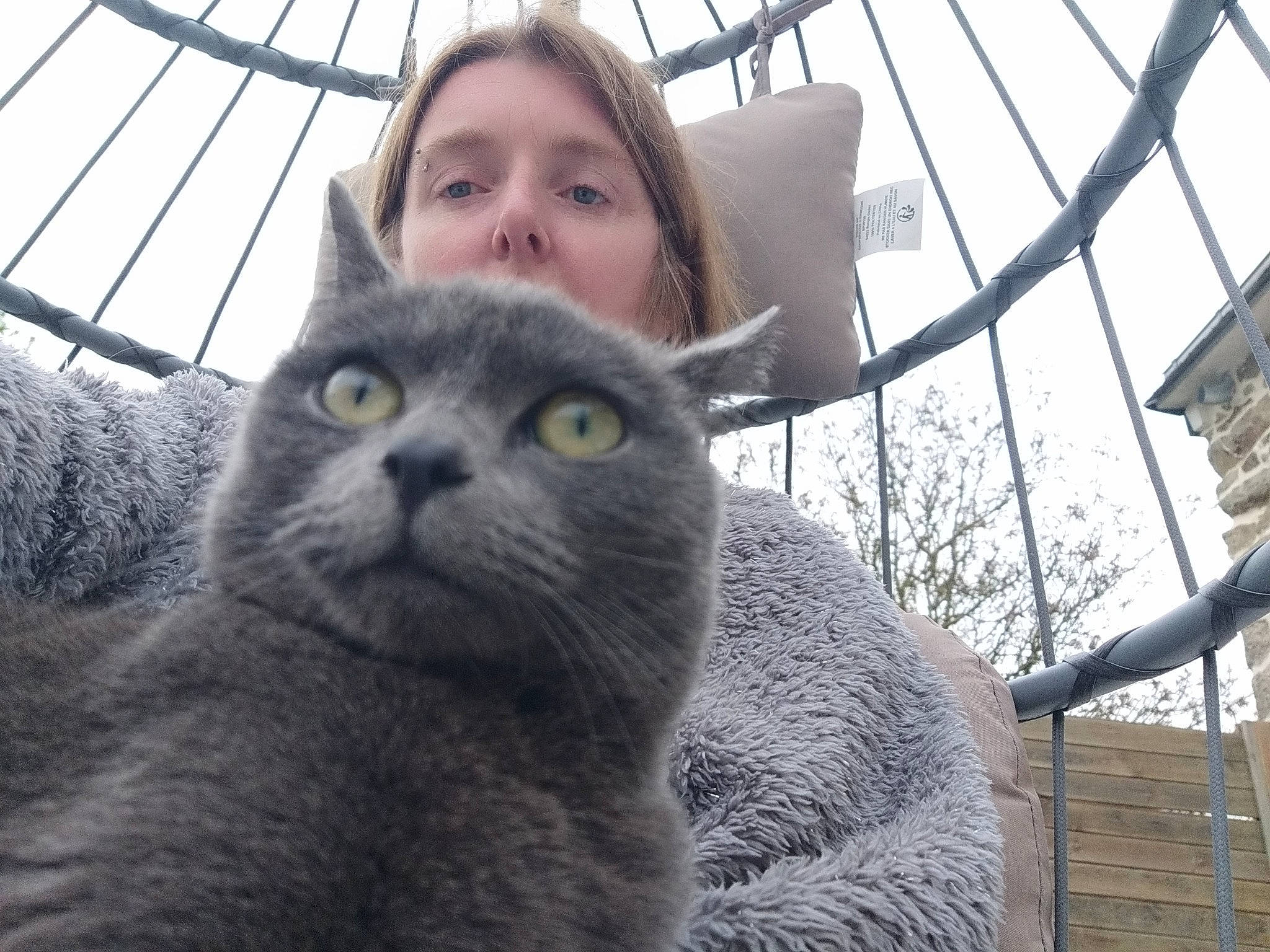 Savannah participe au concours pour gagner de l'argent avec cette photo : carnivore, cat, comfort, domestic_short_haired_cat, eye, felidae, fur, grey, iris, mammal, paw, russian_blue, sitting, sky, small_to_medium_sized_cats, snout, terrestrial_animal, tree, whiskers, window