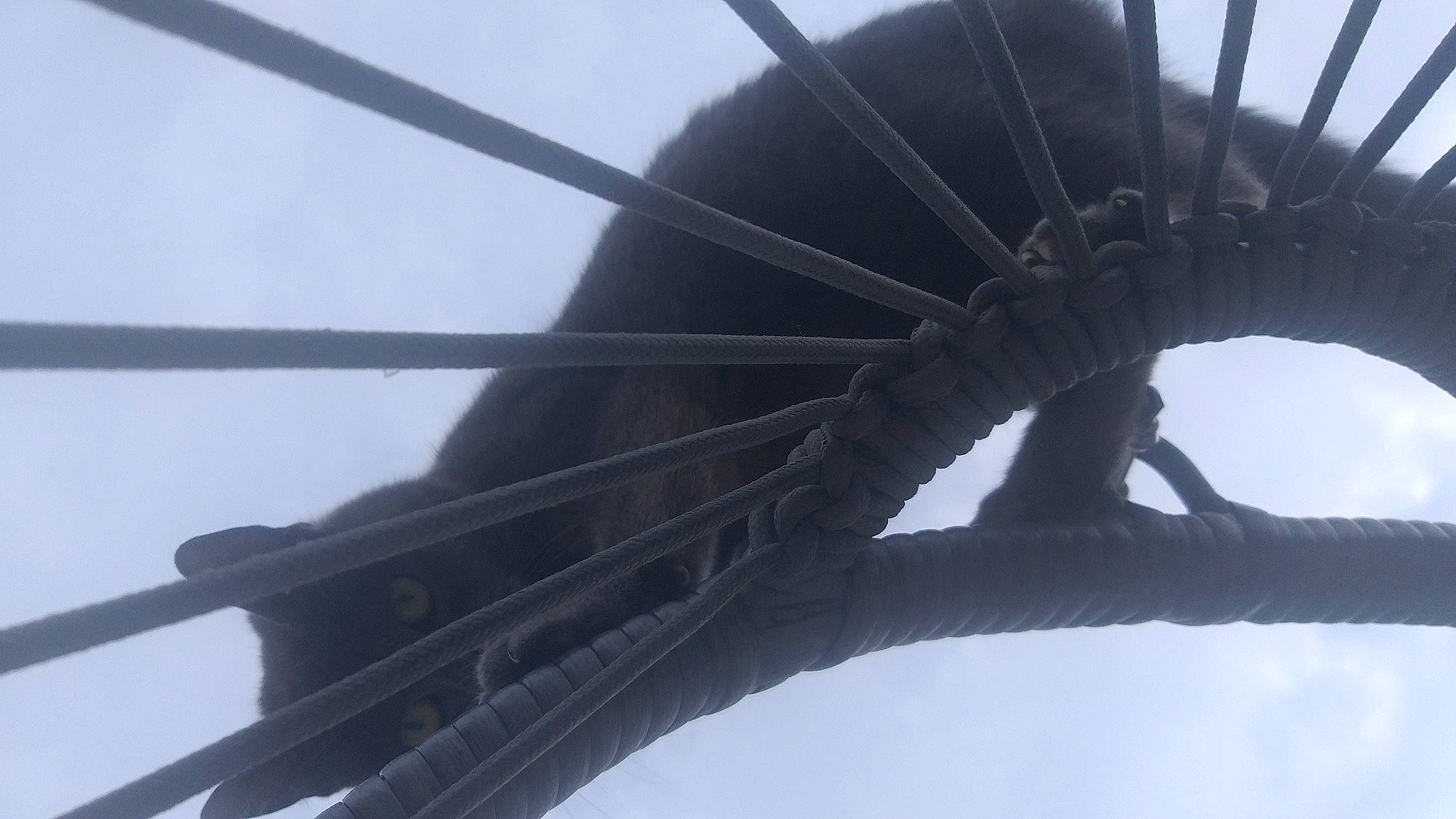 Savannah participe au concours pour gagner de l'argent avec cette photo : art, bridge, composite_material, metal, nonbuilding_structure, pole, sculpture, sky, steel, tints_and_shades, tree