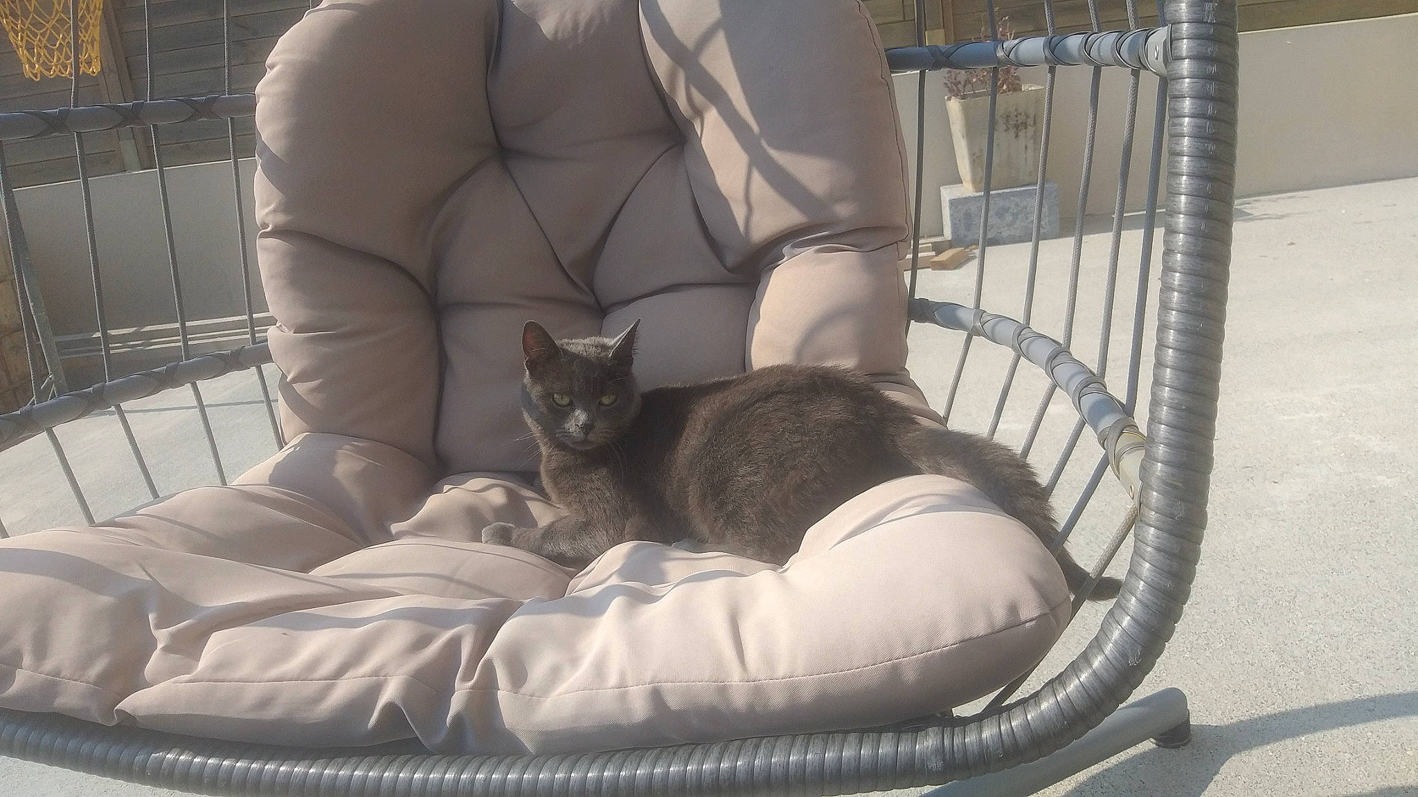 Savannah a rejoint le concours — aidez-le/la à gagner de superbes lots ! automotive_tire, carnivore, cat, cat_bed, comfort, couch, felidae, grass, grey, living_room, mammal, monochrome, outdoor_furniture, sitting, small_to_medium_sized_cats, snapshot, table, tail, vertebrate, whiskers