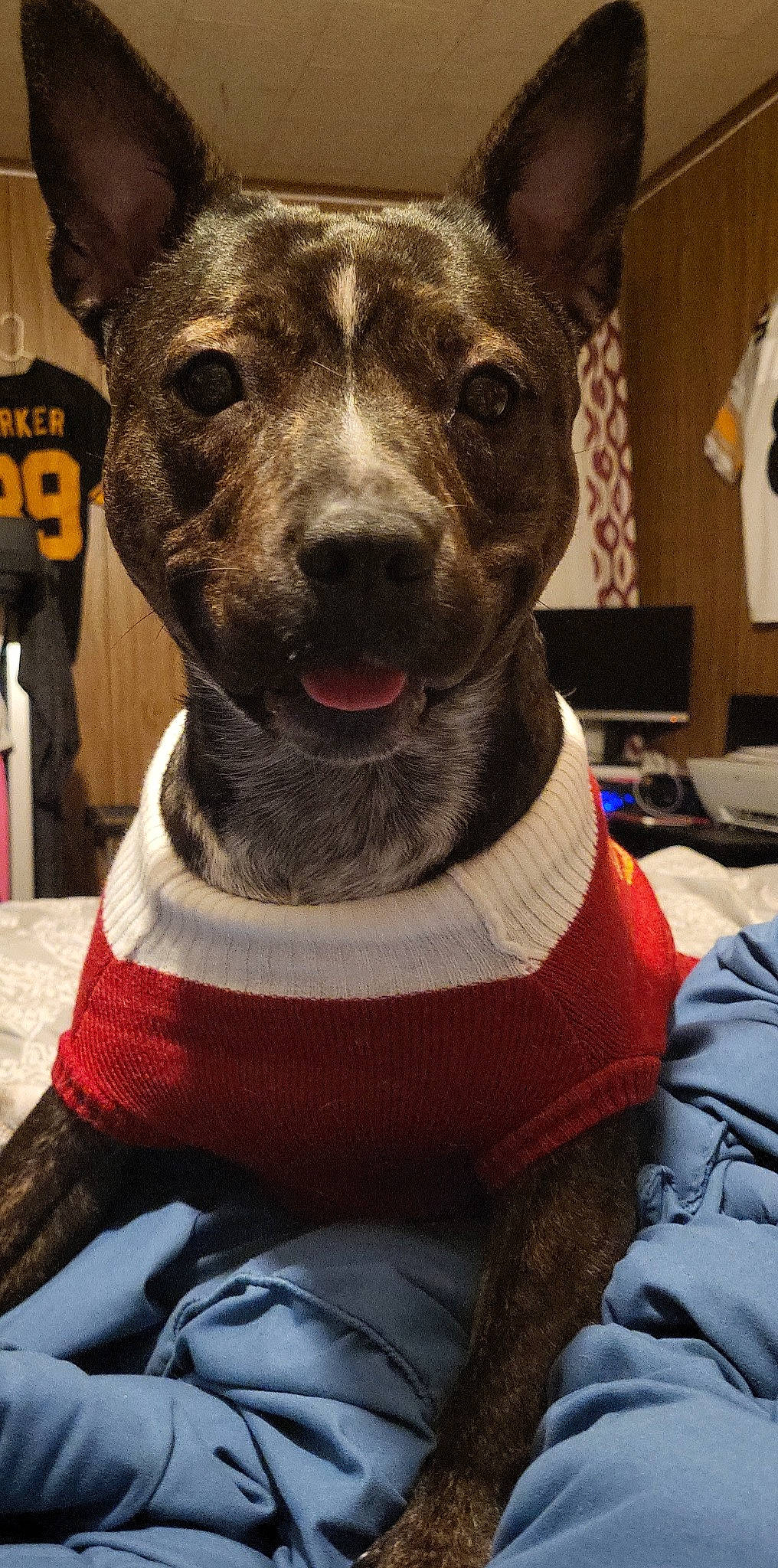 Scarlett is registered to the contest to win money with this photo: canidae, carnivore, collar, companion_dog, dog, dog_breed, dog_clothes, dog_collar, dog_supply, fashion_accessory, fawn, fur, guard_dog, leash, pet_supply, snout, sporting_group, whiskers, working_animal, working_dog