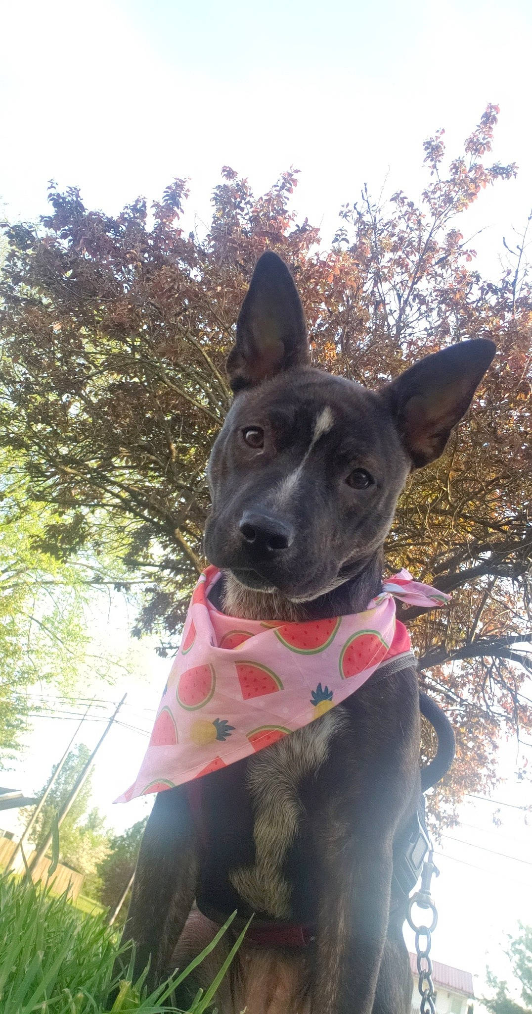 Scarlett is registered to the contest to win money with this photo: adventure, canidae, carnivore, collar, companion_dog, dog, dog_breed, dog_collar, dog_supply, fawn, guard_dog, herding_dog, plant, recreation, sky, snout, sporting_group, tree, working_animal, working_dog