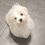 Aribo a rejoint le concours — aidez-le/la à gagner de superbes lots ! puppy, dog, white, fluffy, pet, cute, small, indoor, floor, tile, looking_up, curious, adorable, young, animal, mammal, companion, domestic, face, fur