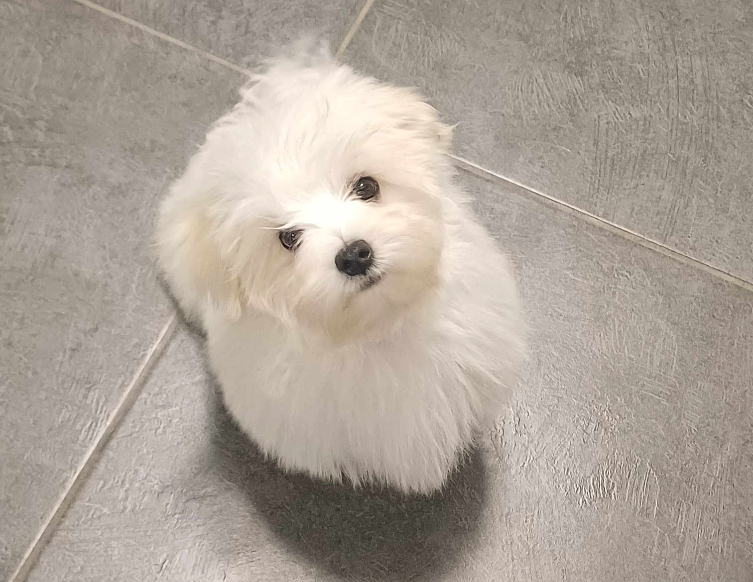 Aribo a rejoint le concours — aidez-le/la à gagner de superbes lots ! puppy, dog, white, fluffy, pet, cute, small, indoor, floor, tile, looking_up, curious, adorable, young, animal, mammal, companion, domestic, face, fur
