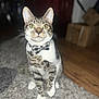 Rocky is registered to the contest to win money with this photo: cat, tabby, bow_tie, pet, indoor, carpet, floor, wooden_floor, sitting, curious, animal, domestic, feline, whiskers, ears, eyes, collar, bell, blurred_background, household